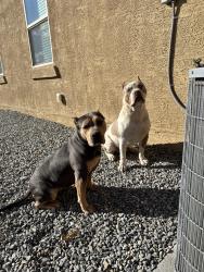 Lost Unknown Dog last seen union dr, Rio Rancho, NM 87144