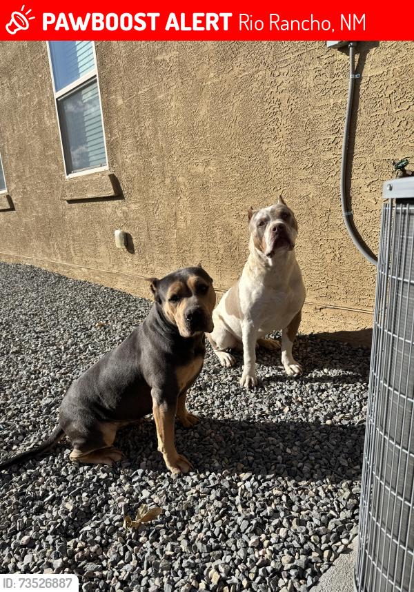 Lost Unknown Dog last seen union dr, Rio Rancho, NM 87144