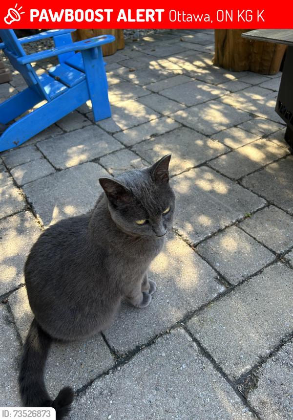 Lost Female Cat last seen Byrne at Sherry drive, Ottawa, ON K2G 3K8