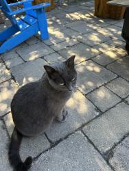 Lost Female Cat last seen Byrne at Sherry drive, Ottawa, ON K2G 3K8
