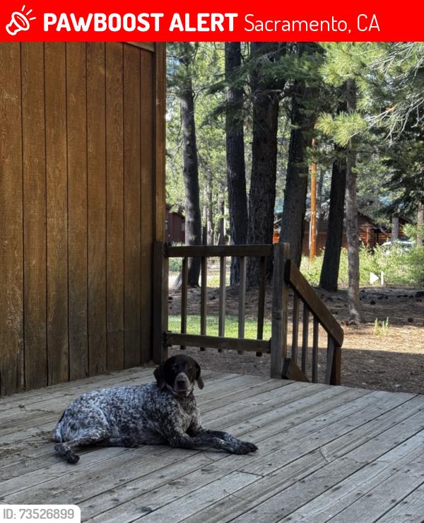 Lost Male Dog last seen Fruitridge & Power Inn, Sacramento, CA 95824