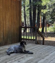 Lost Male Dog last seen Fruitridge & Power Inn, Sacramento, CA 95824