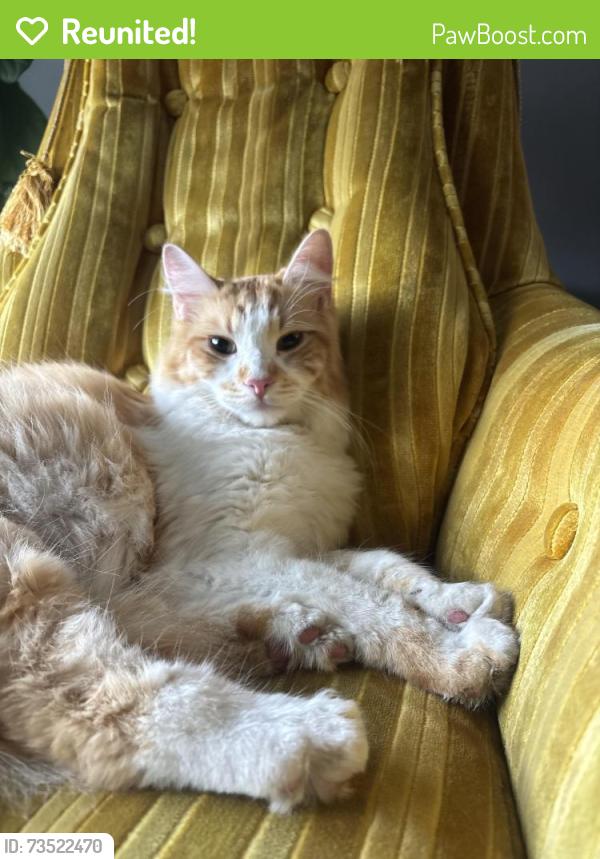 Reunited Male Cat last seen Downington Ave S 400 E, Salt Lake City, UT 84115