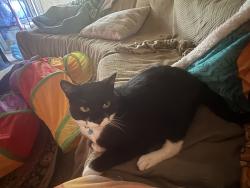 Lost Male Cat last seen Rancho Roble Way Sacramento, Sacramento, CA 95834