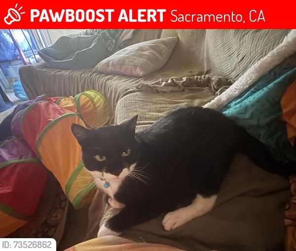 Lost Male Cat last seen Rancho Roble Way Sacramento, Sacramento, CA 95834