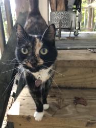 Lost Female Cat last seen Bowers Road in Ridgecrest, Buncombe County, NC 28711