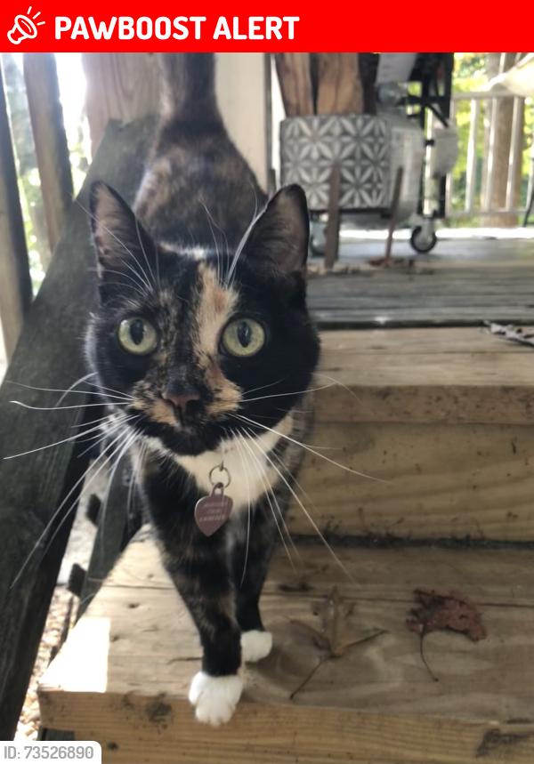 Lost Female Cat last seen Bowers Road in Ridgecrest, Buncombe County, NC 28711