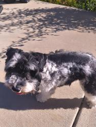 Reunited Male Dog last seen Adonea Traditions Aurora, Aurora, CO 80018