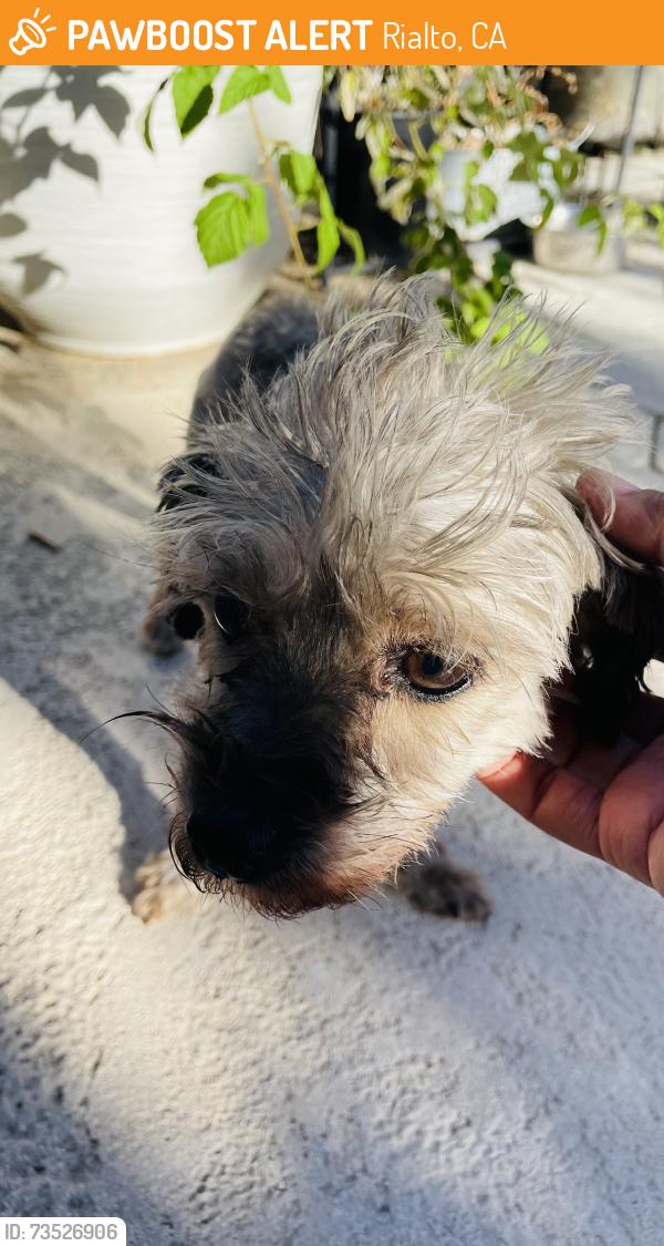 Found/Stray Female Dog last seen Riverside Dr., Rialto, CA 92376