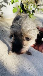 Found/Stray Female Dog last seen Riverside Dr., Rialto, CA 92376
