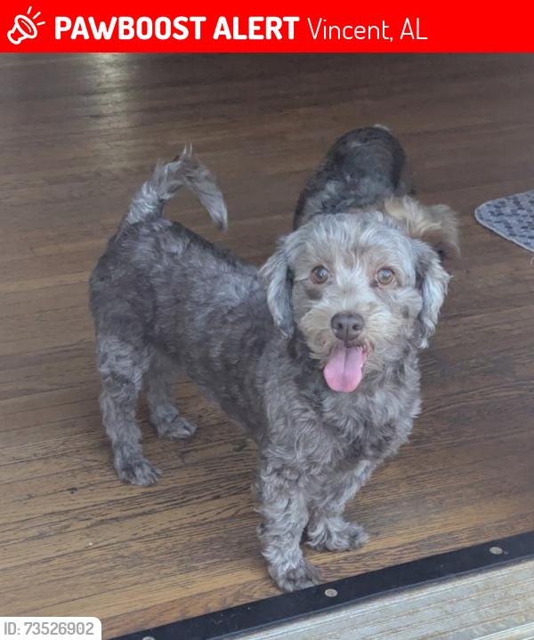 Lost Female Dog last seen At home in a rural area, Vincent, AL 35178