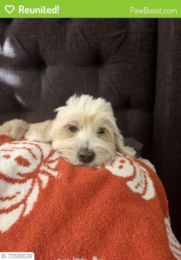 Reunited Female Dog last seen 67th and Hillcrest, Glendale, AZ 85310
