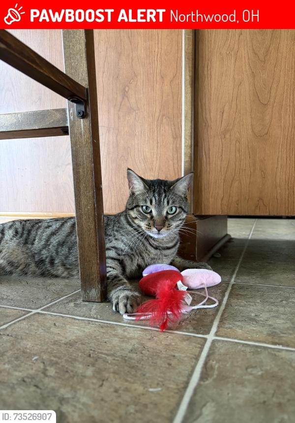 Lost Male Cat last seen Curtice and wynn rd Northwood , Ohio, Northwood, OH 43619