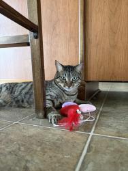 Lost Male Cat last seen Curtice and wynn rd Northwood , Ohio, Northwood, OH 43619