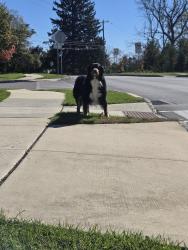 Found/Stray Unknown Dog last seen Stargazer and Anderlea Dr, West Bradford Township, PA 19320