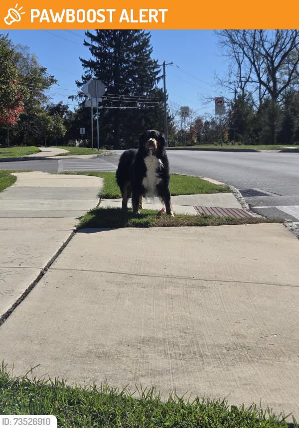 Found/Stray Unknown Dog last seen Stargazer and Anderlea Dr, West Bradford Township, PA 19320