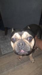 Found/Stray Male Dog last seen Betts st NE, Albuquerque, NM 87112