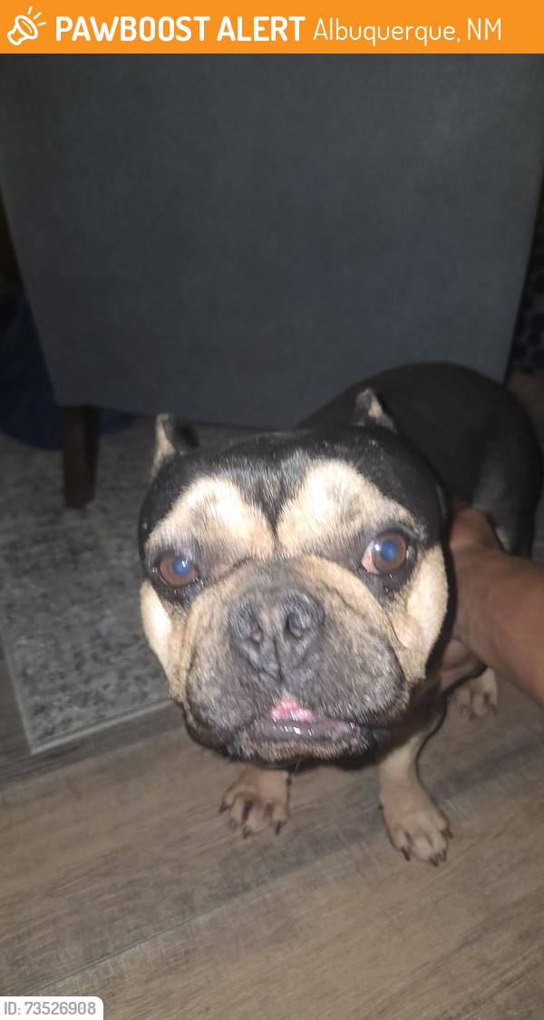 Found/Stray Male Dog last seen Betts st NE, Albuquerque, NM 87112