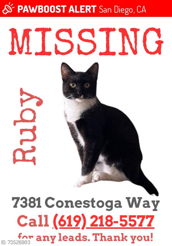 Lost Female Cat last seen Conestoga Court, Fontaine St, San Diego, CA 92120