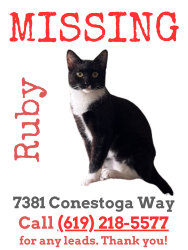 Lost Female Cat last seen Conestoga Court, Fontaine St, San Diego, CA 92120