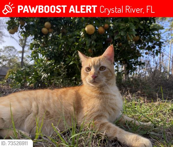 Lost Male Cat last seen W Limerick, Crystal River, FL 34428