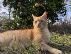 Lost Male Cat last seen W Limerick, Crystal River, FL 34428
