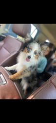 Reunited Male Dog last seen Near County Rd 7570, Lubbock, TX 79423, USA, Lubbock, TX 79423