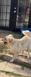 Lost Female Dog last seen Midland drive, Midland, TX 79703