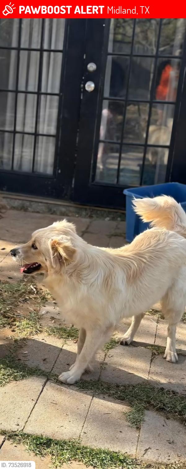 Lost Female Dog last seen Midland drive, Midland, TX 79703