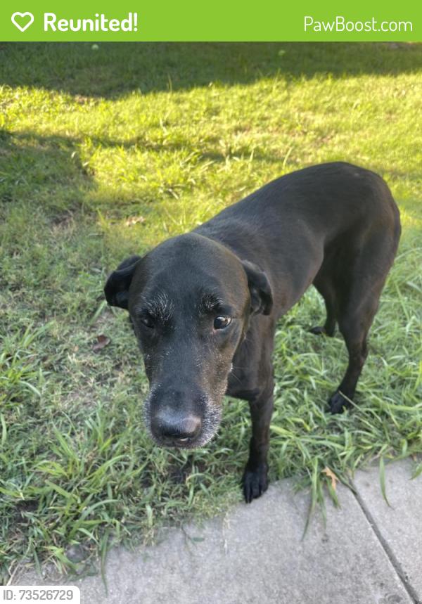 Reunited Female Dog last seen Coopers crossing neighborhood, Denton, TX 76207