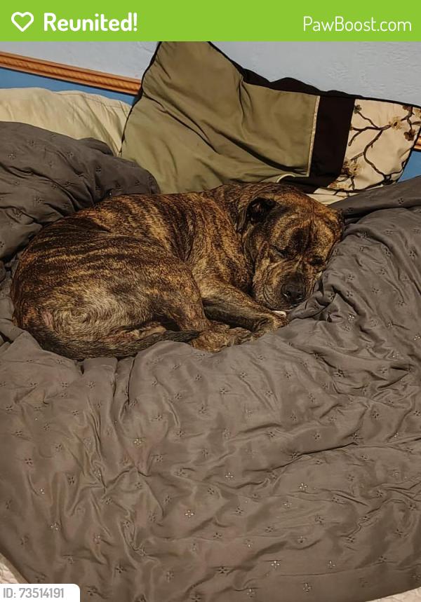 Reunited Male Dog last seen Derbyshire and Alabama, Daytona Beach, FL 32117