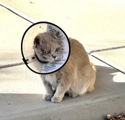 Found/Stray Unknown Cat last seen Cotton Lane, Elk Grove, CA 95758