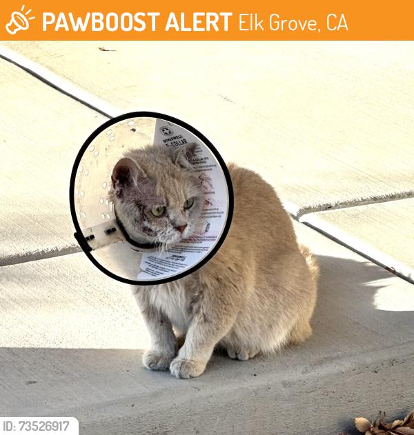Found/Stray Unknown Cat last seen Cotton Lane, Elk Grove, CA 95758
