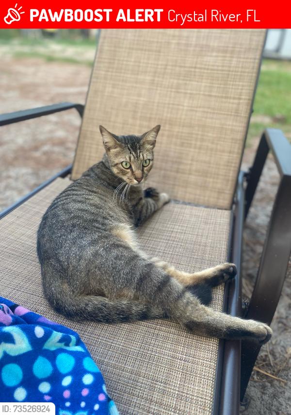 Lost Male Cat last seen Near west Limerick, Crystal River, FL 34428