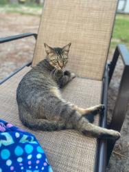 Lost Male Cat last seen Near west Limerick, Crystal River, FL 34428