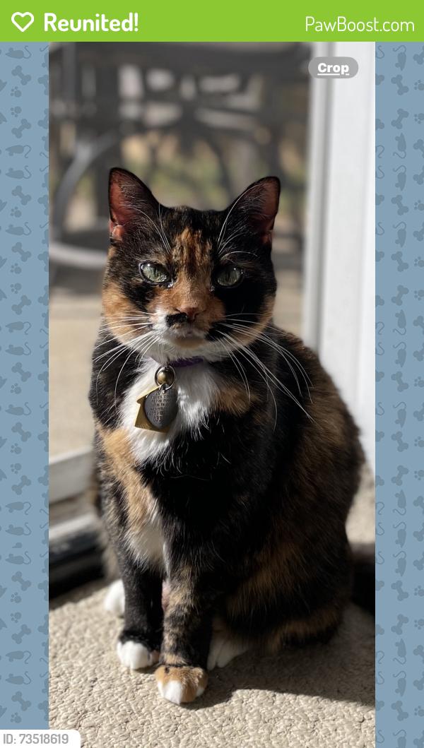 Reunited Female Cat last seen Willow Creek, Nashville, TN 37221