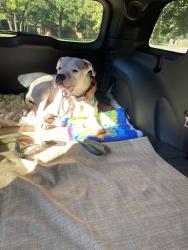 Found/Stray Female Dog last seen Sorghum Mill & Coltrane, Edmond, OK 73034