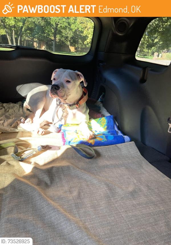 Found/Stray Female Dog last seen Sorghum Mill & Coltrane, Edmond, OK 73034