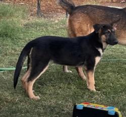 Reunited Male Dog last seen Chandler blvd and Arizona ave, Chandler, AZ 85224