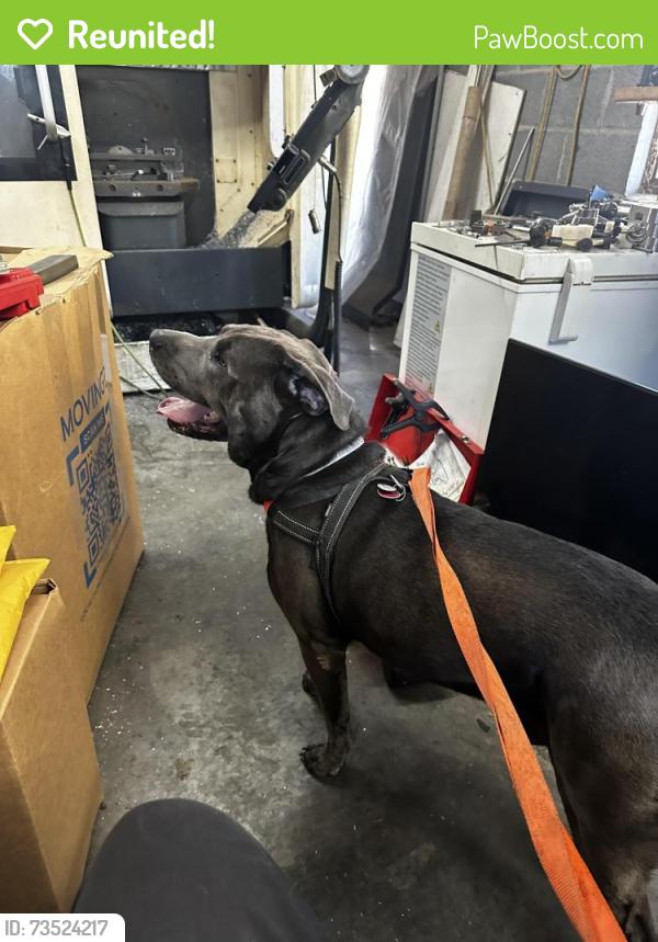 Reunited Male Dog last seen Spencer hale Rd, Morristown, TN 37813