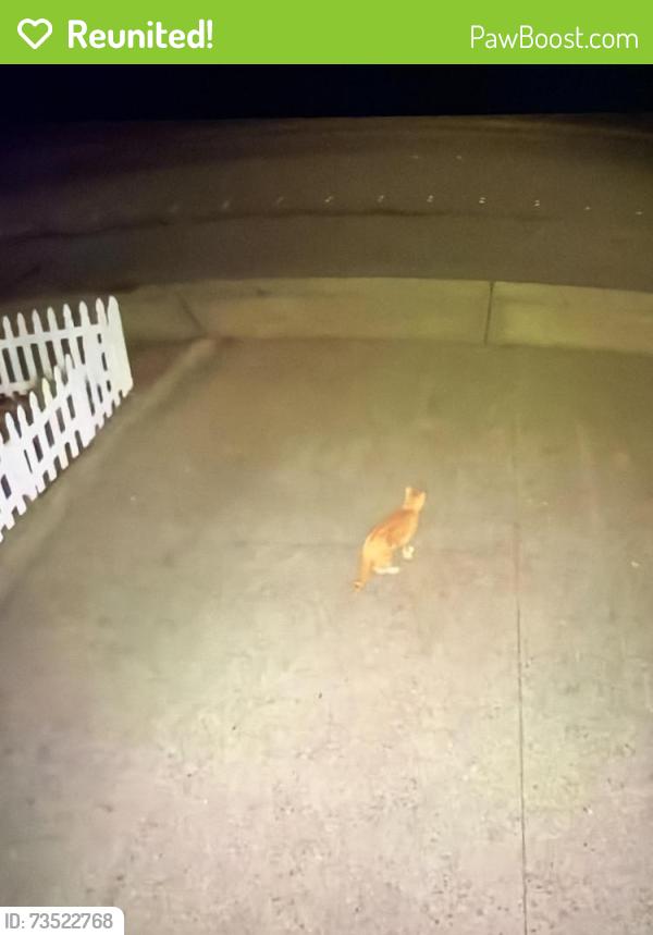 Reunited Unknown Cat last seen Olympic View Dr and Home View Dr, Edmonds, WA 98026