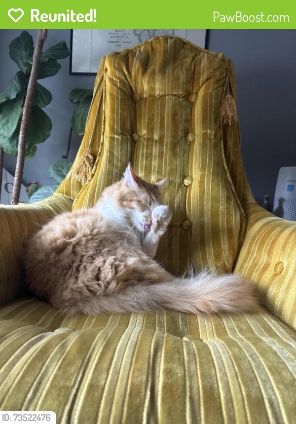 Reunited Male Cat last seen Near E Downington South, Salt Lake City, UT 84115