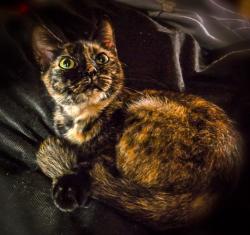 Lost Female Cat last seen Woodland Heights behind Texas Roadhouse, Spartanburg, SC 29301