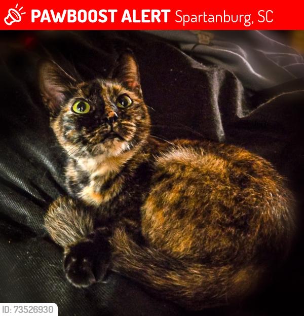 Lost Female Cat last seen Woodland Heights behind Texas Roadhouse, Spartanburg, SC 29301