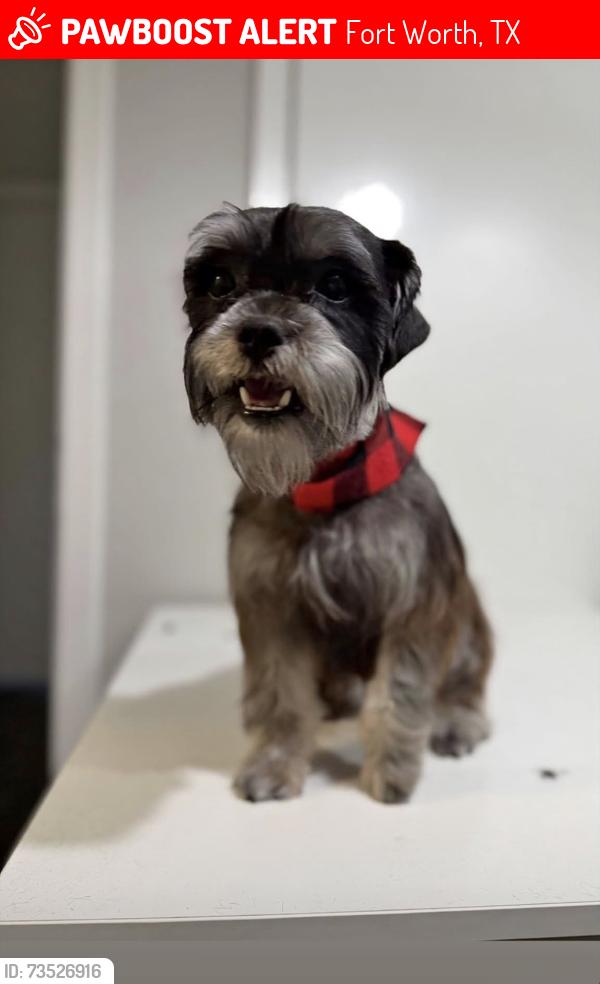 Lost Male Dog last seen Near Avenue I 76105, Fort Worth, TX 76105