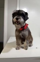 Lost Male Dog last seen Near Avenue I 76105, Fort Worth, TX 76105