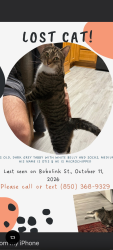 Reunited Male Cat last seen Bobolink St., Fort Walton Beach, FL 32548