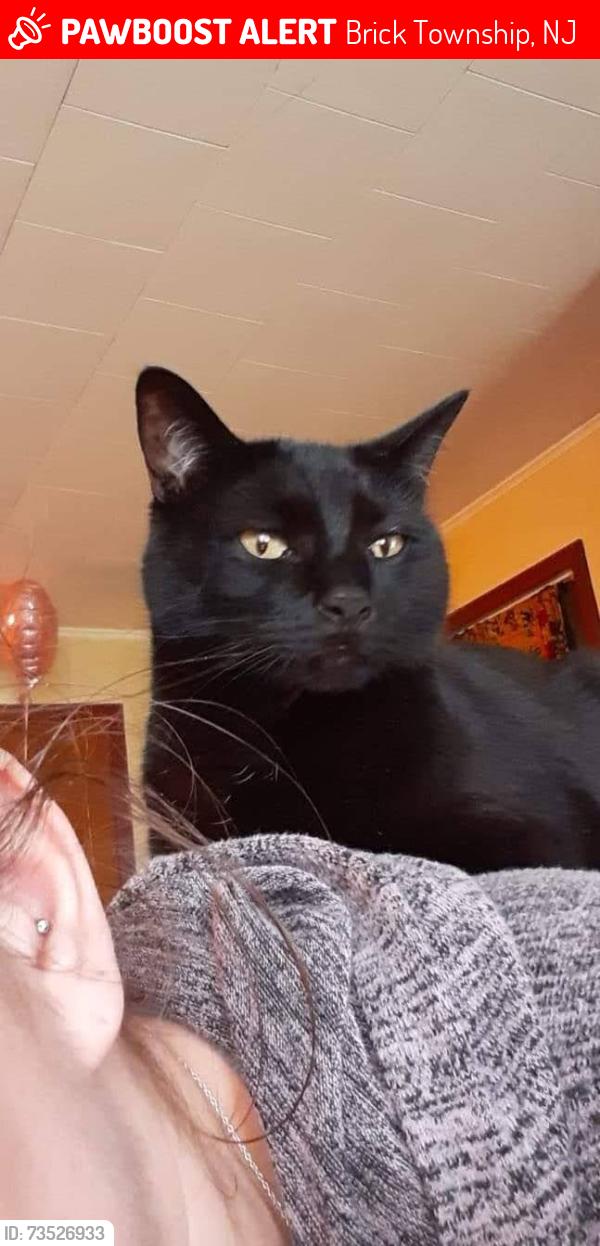 Lost Male Cat last seen Huppert/bellanca, Brick Township, NJ 08723