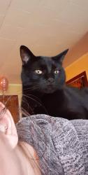 Lost Male Cat last seen Huppert/bellanca, Brick Township, NJ 08723