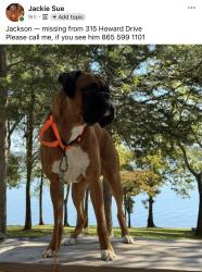 Lost Male Dog last seen Howard Drive, Seymour, TN 37865